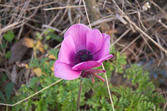 Imagem de Anemone coronaria L.