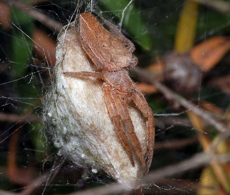 Image of Double-tailed Tent Spider