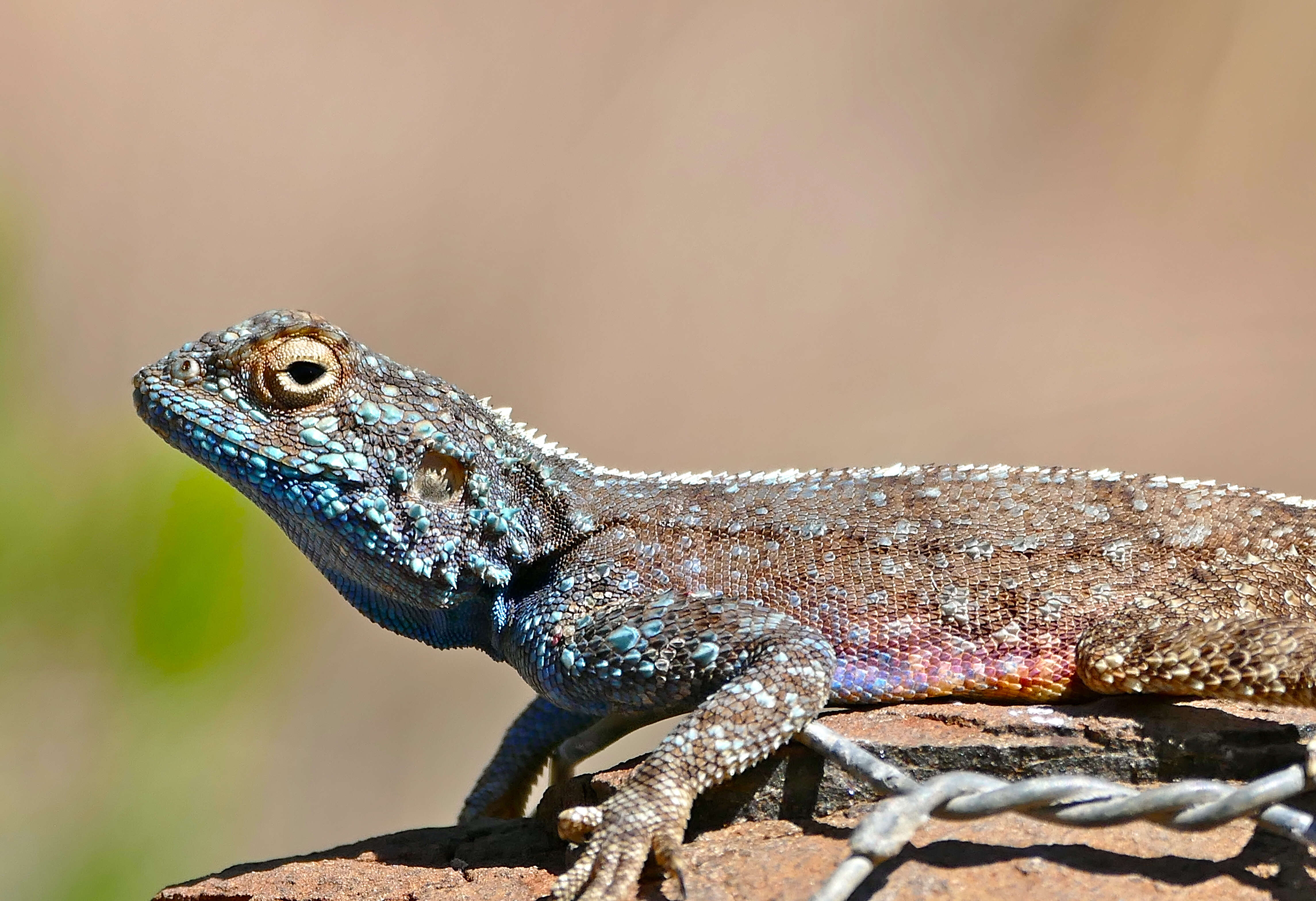 Image of Scortecci's Agama