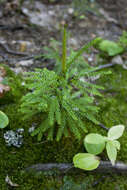 Imagem de Dendrolycopodium