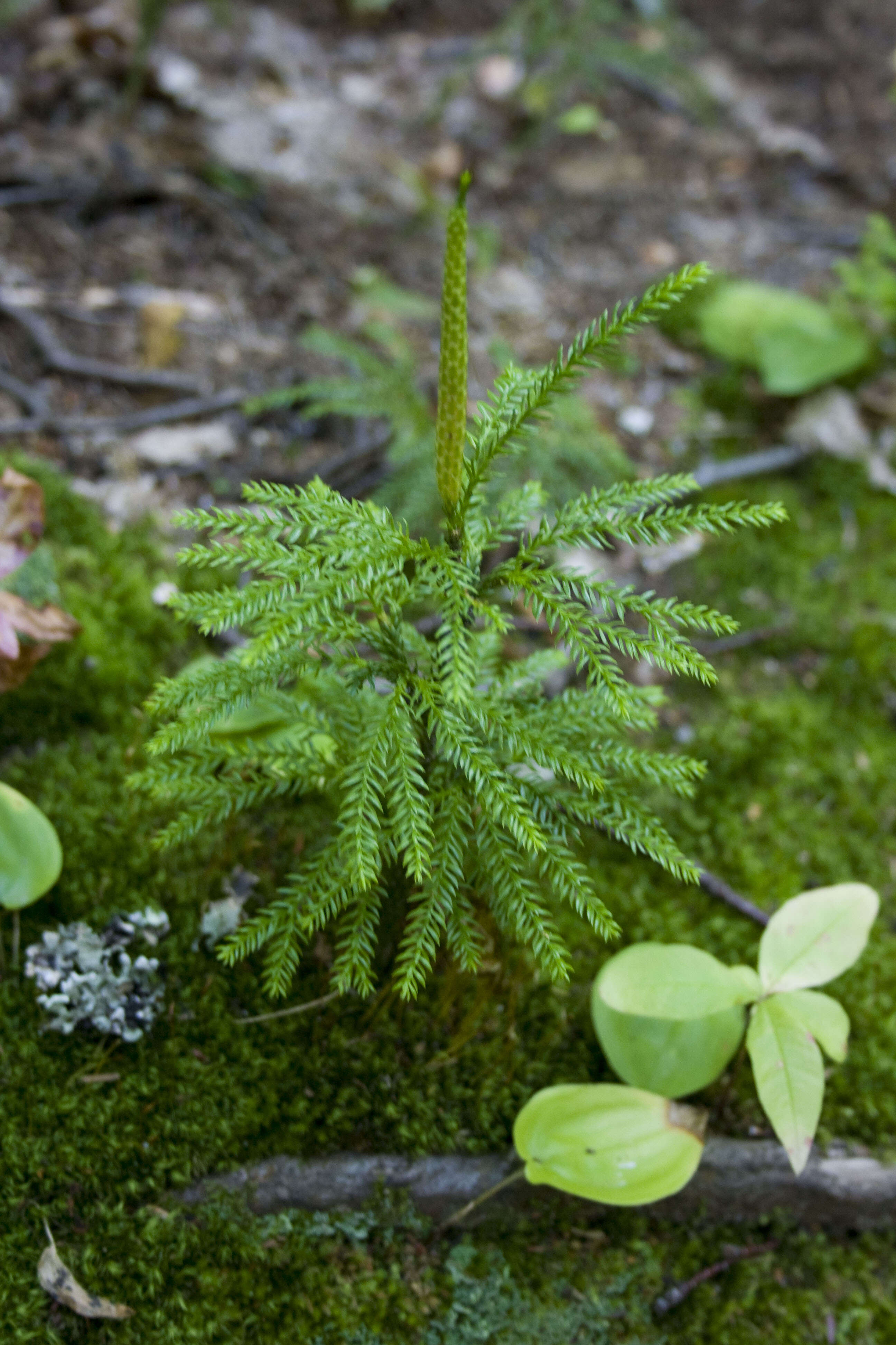 Image of Dendrolycopodium