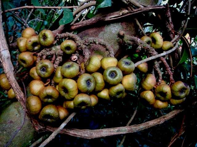 Image of Ficus fistulosa Reinw. ex Bl.