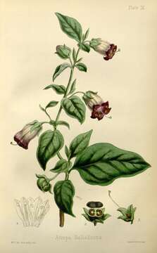 Plancia ëd Atropa belladonna L.