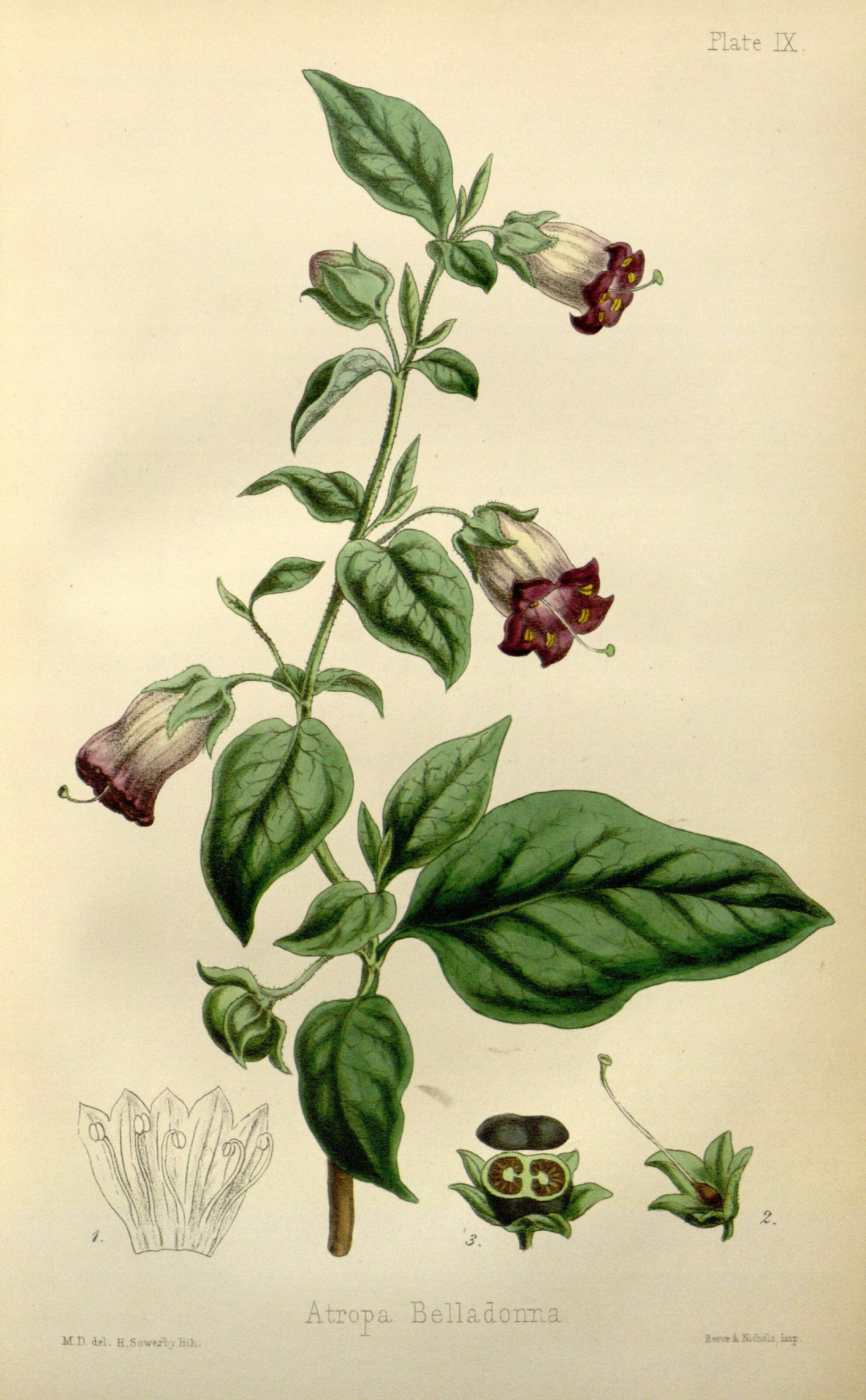Image of belladonna
