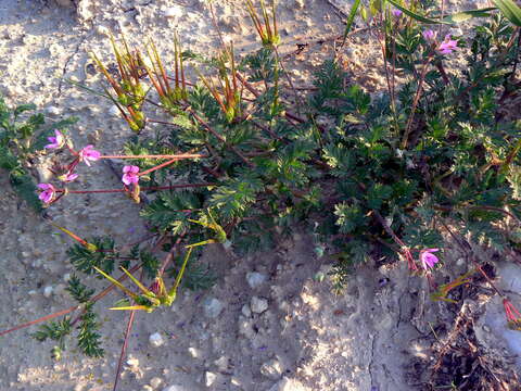 Imagem de Erodium cicutarium (L.) L'Her.