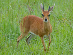 Image of Steenbok