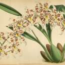 Image of Oncidium andersonianum (Rchb. fil.) M. W. Chase & N. H. Williams