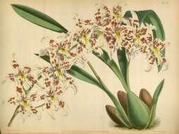 Image of Oncidium andersonianum (Rchb. fil.) M. W. Chase & N. H. Williams