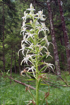 Image of Platanthera bifolia subsp. bifolia