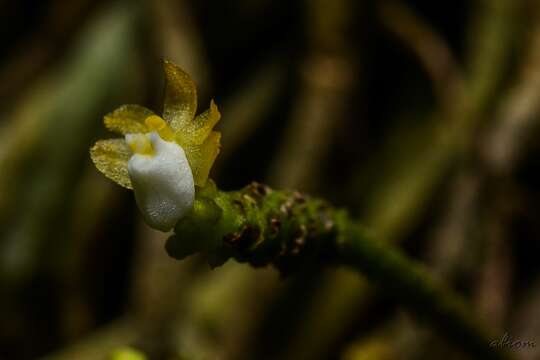 Image of Grosoudy's orchids