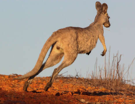 Image of Red kangaroo