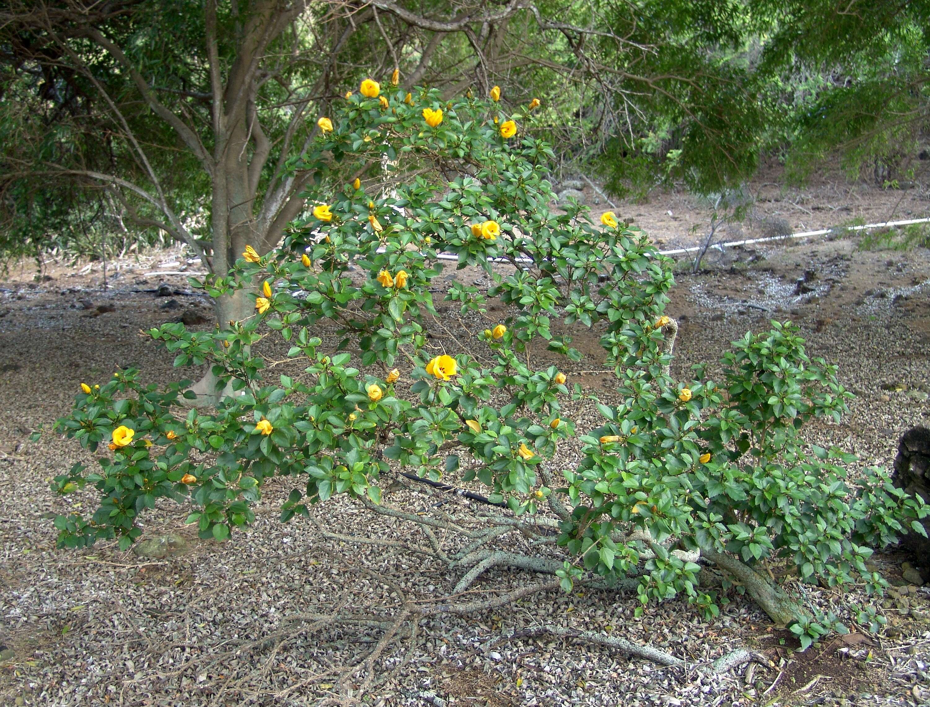 Image of Hibiscus scottii Balf. fil.