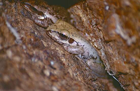 Image of Dumeril's Bright-eyed Frog