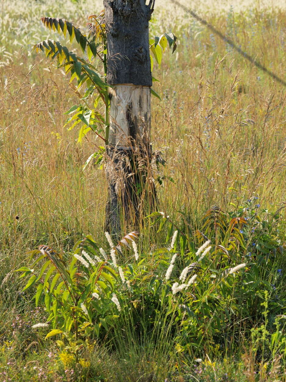 Image of tree-of-heaven