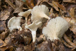 Image of Clitocybe