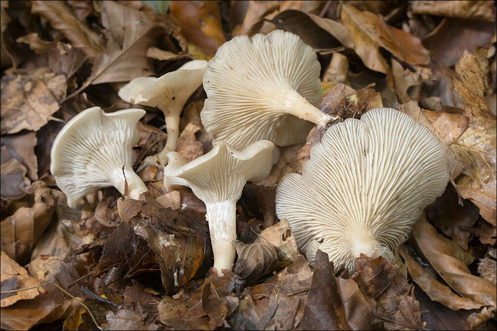 Image of Clitocybe phaeophthalma (Pers.) Kuyper 1981