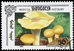 Image of Cantharellus ferruginascens P. D. Orton 1969