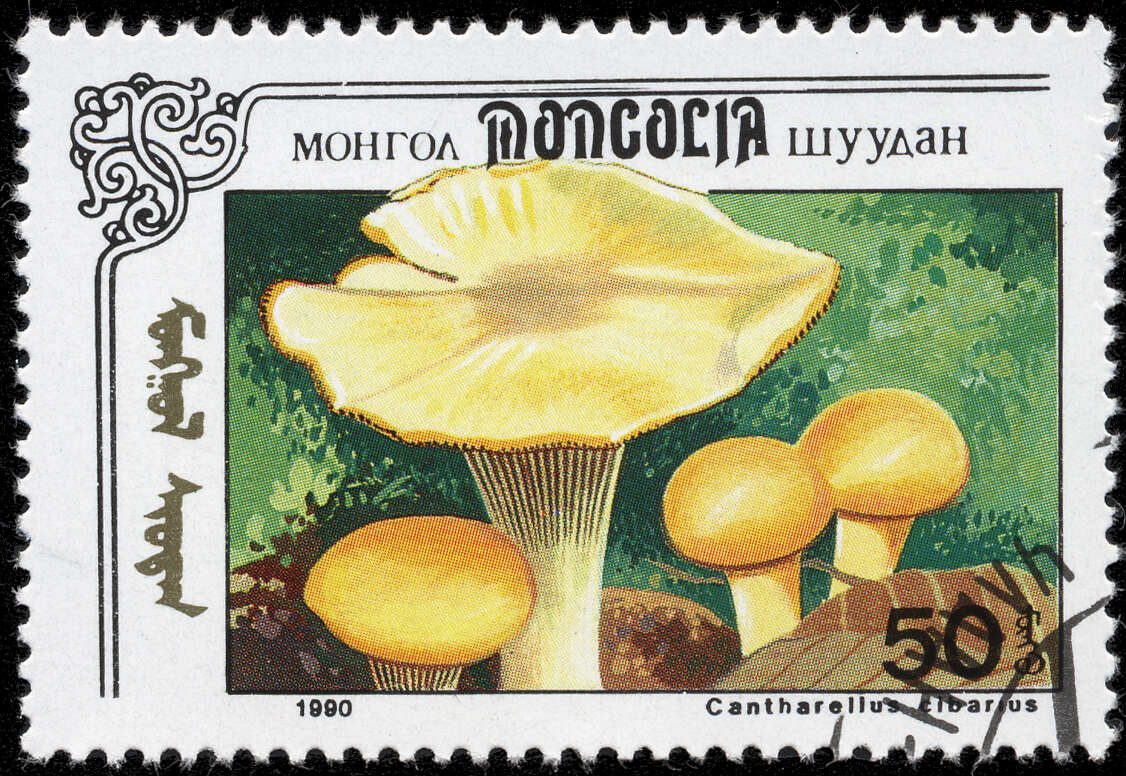 Image de Cantharellus ferruginascens P. D. Orton 1969