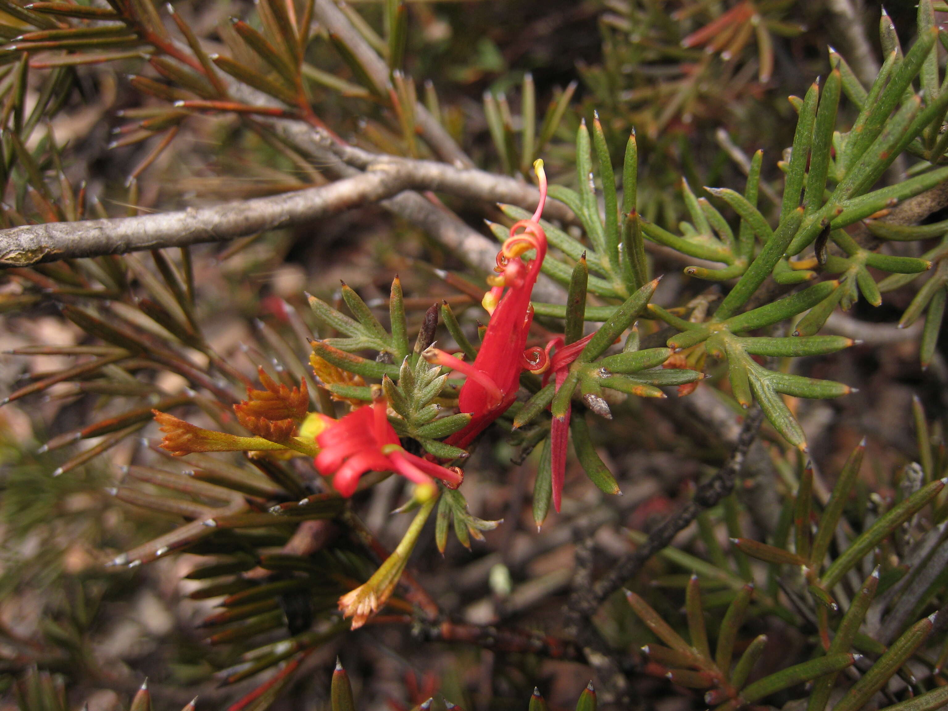 Image of Grevillea huegelii Meissner