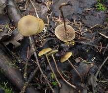 Image of Hypholoma