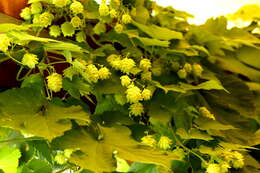 Image of common hop