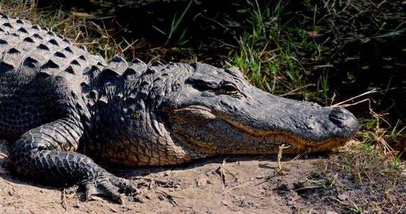 Image of American alligator