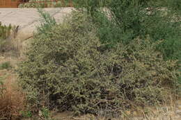 Image of thinleaf fourwing saltbush