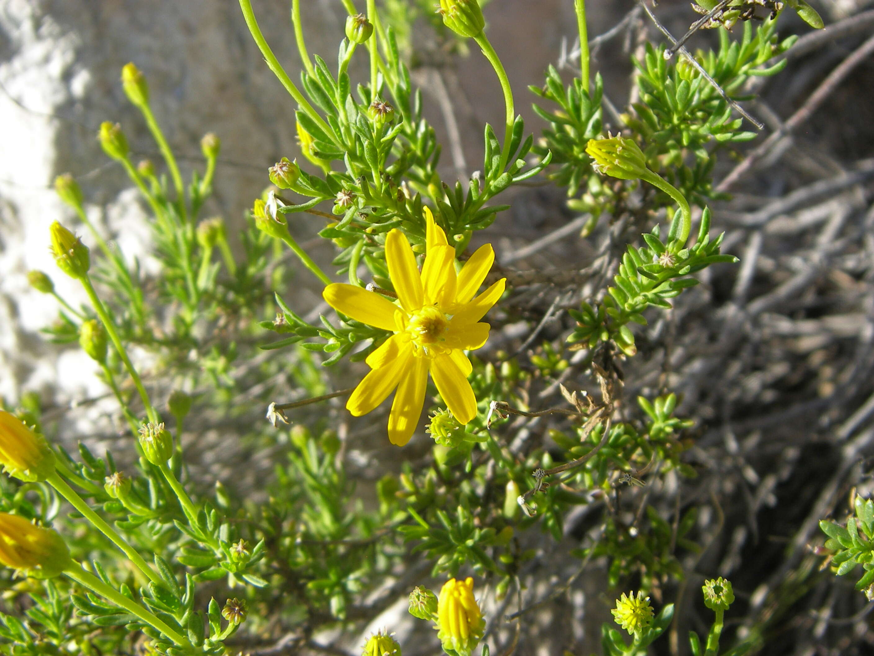 Image of pricklyleaf dogweed