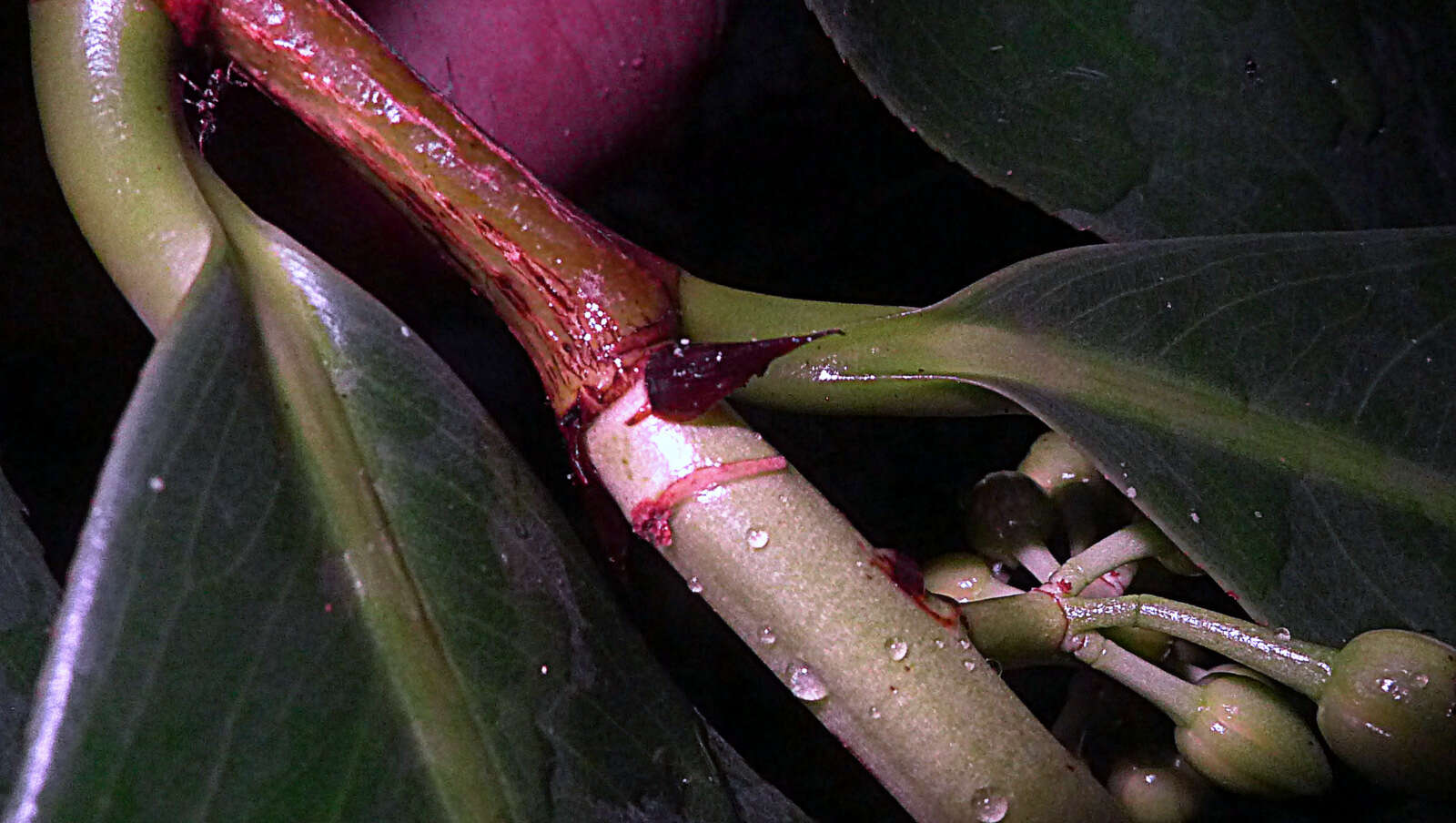 صورة Ouratea gigantophylla (Erhard) Engl.