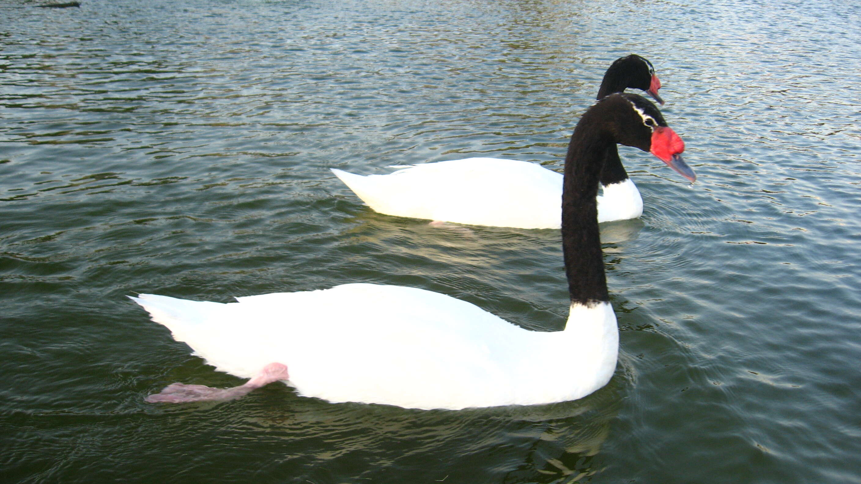 Imagem de Cisne-de-pescoço-preto