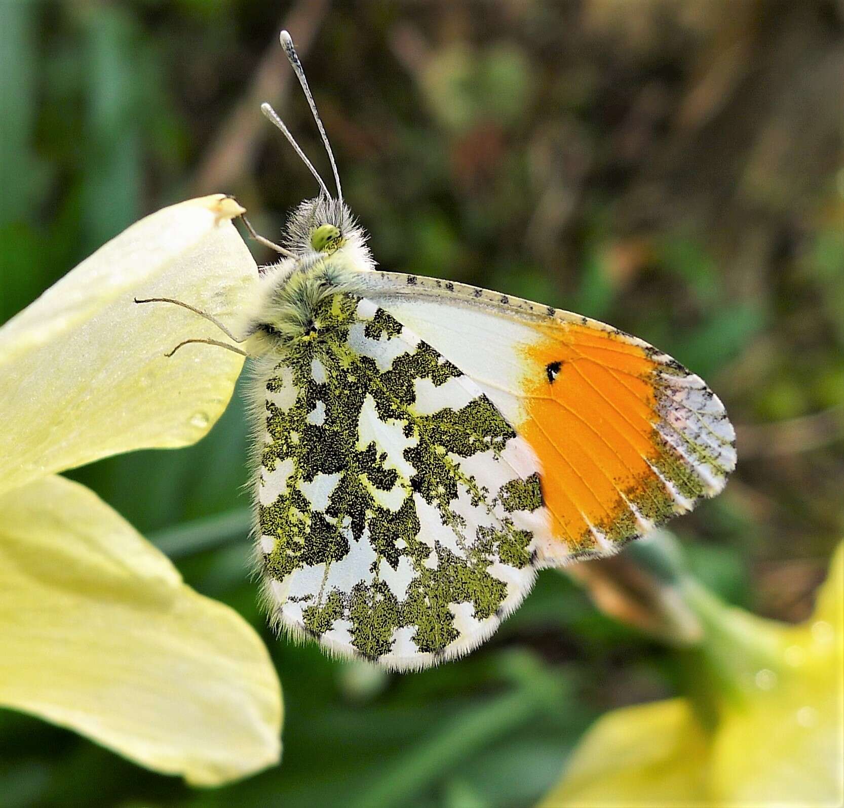 Image of Orangetips