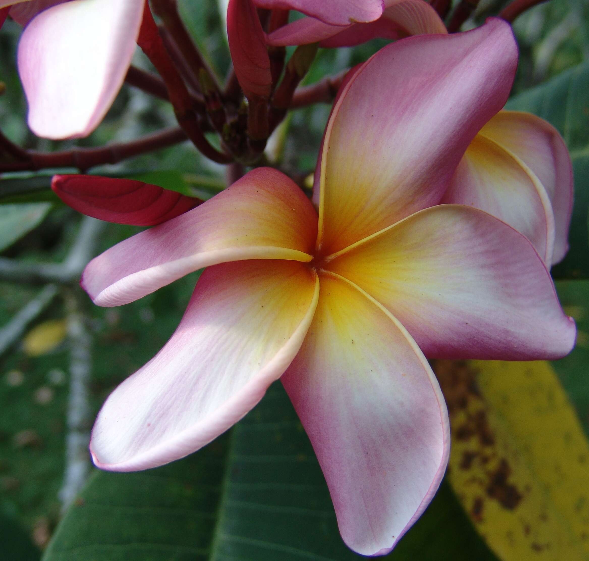 Image de Plumeria rubra L.