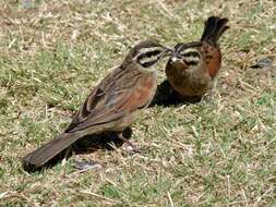 Image of Cape Bunting