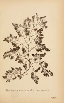 Image of Rhodomela C. Agardh 1822