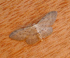 Image of Idaea