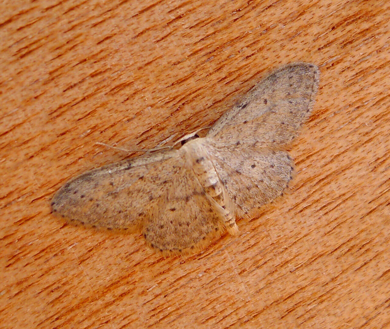 Image of Idaea