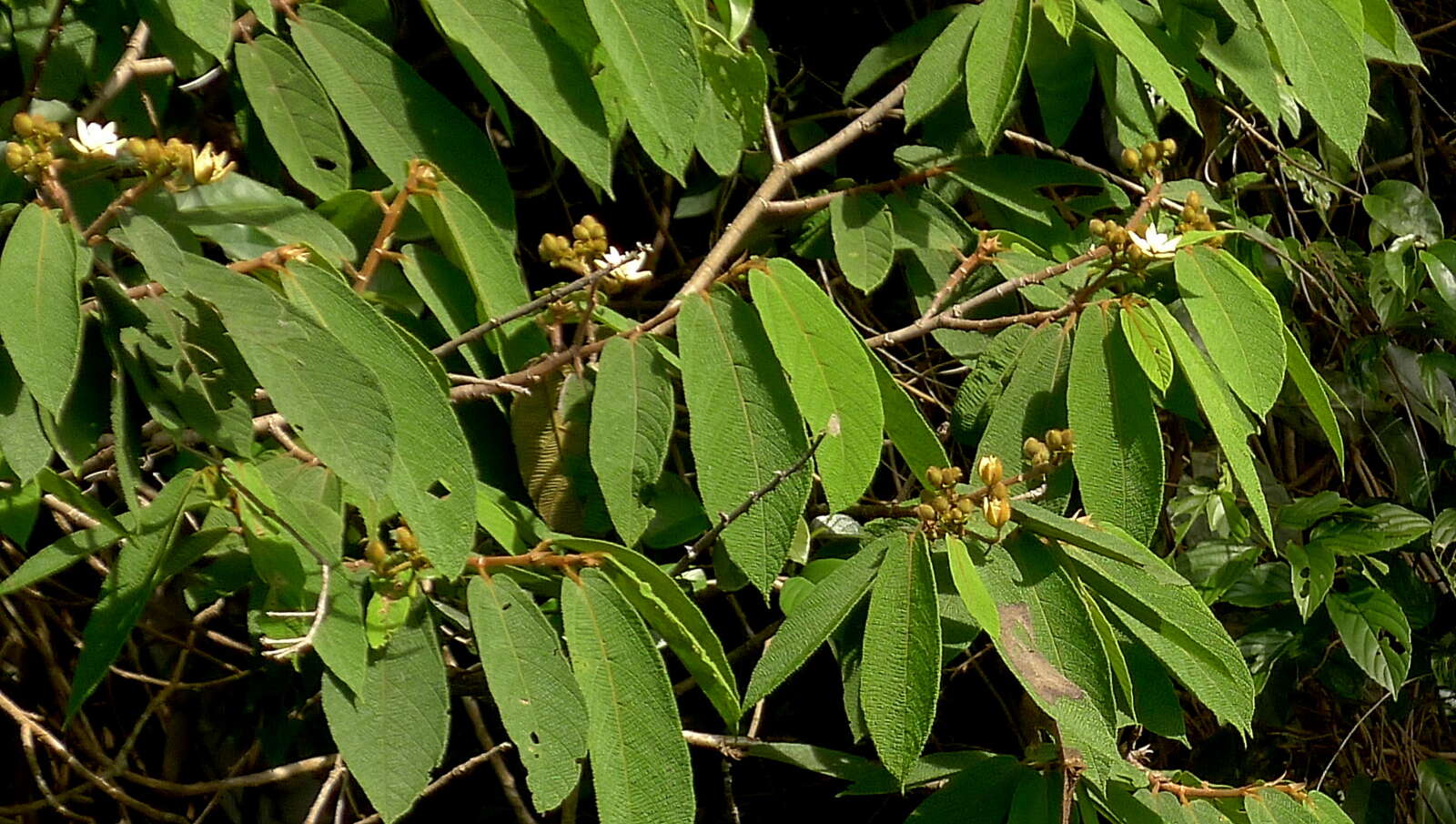 Image of Apeiba tibourbou Aubl.