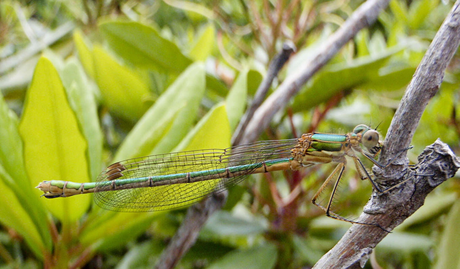 Image of Common Emerald Damselfly