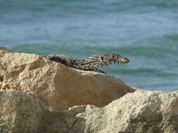 Image of monitor lizards