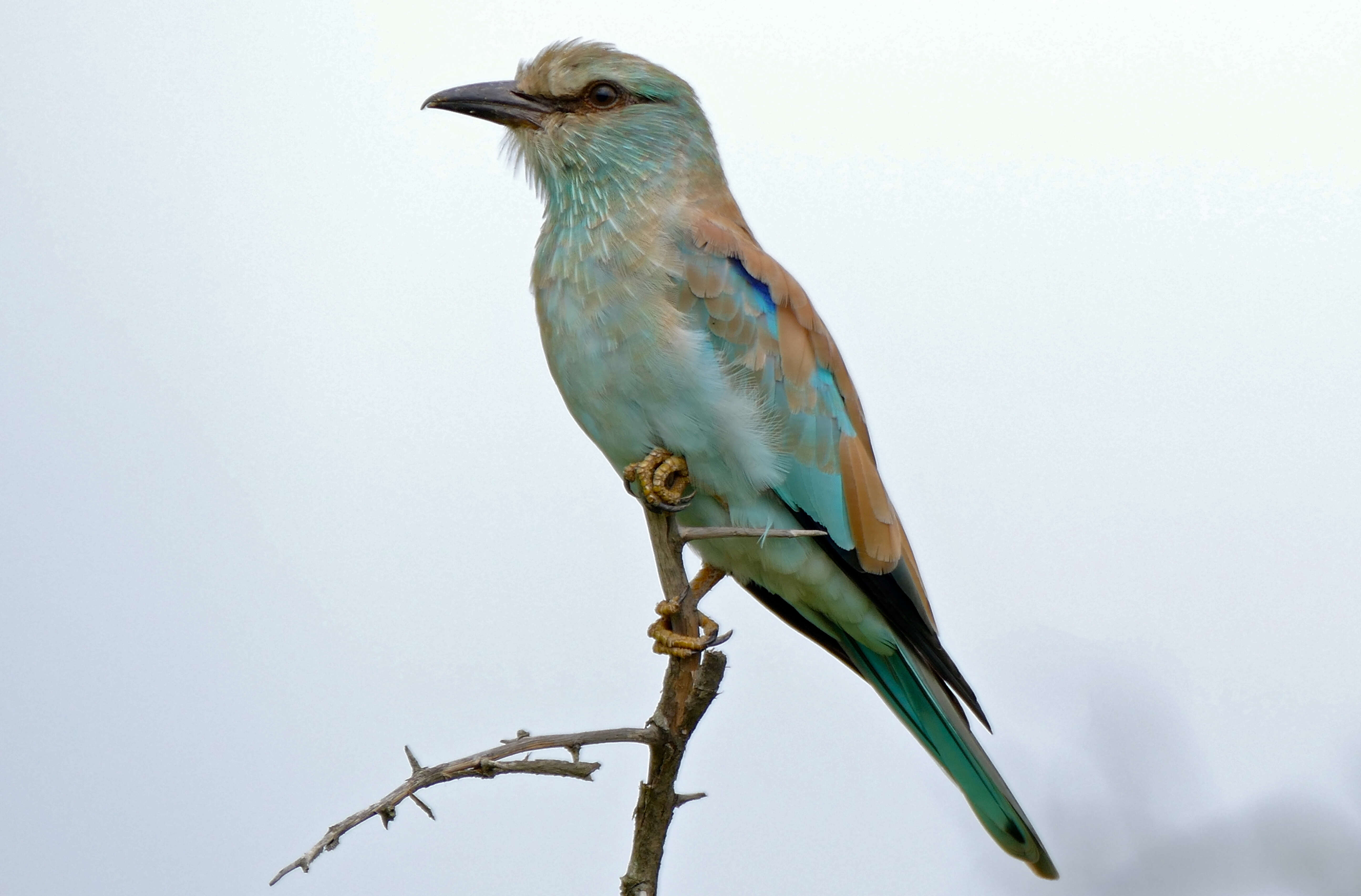 Image of Coracias garrulus semenowi Loudon & Tschusi 1902