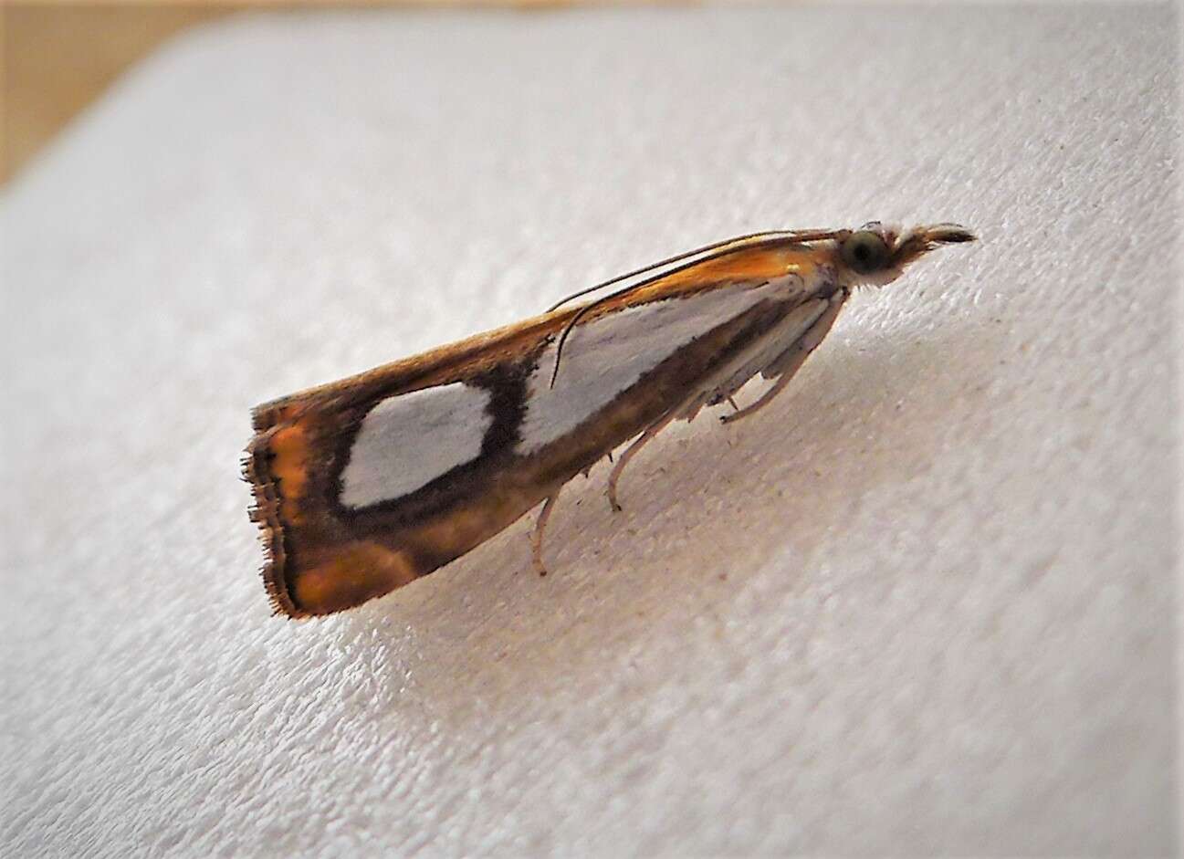 صورة Catoptria pinella Linnaeus 1758