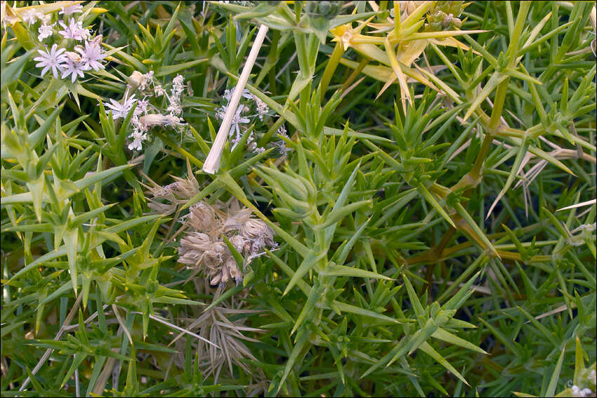 صورة Drypis spinosa subsp. jacquiniana Wettst. & Murb.