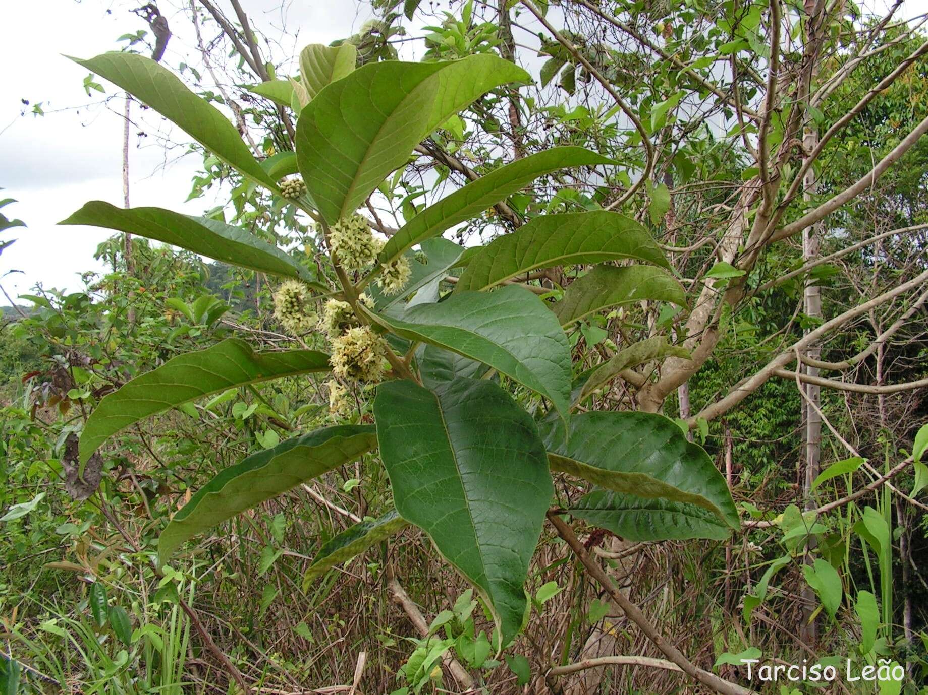 Imagem de Aegiphila pernambucensis Moldenke