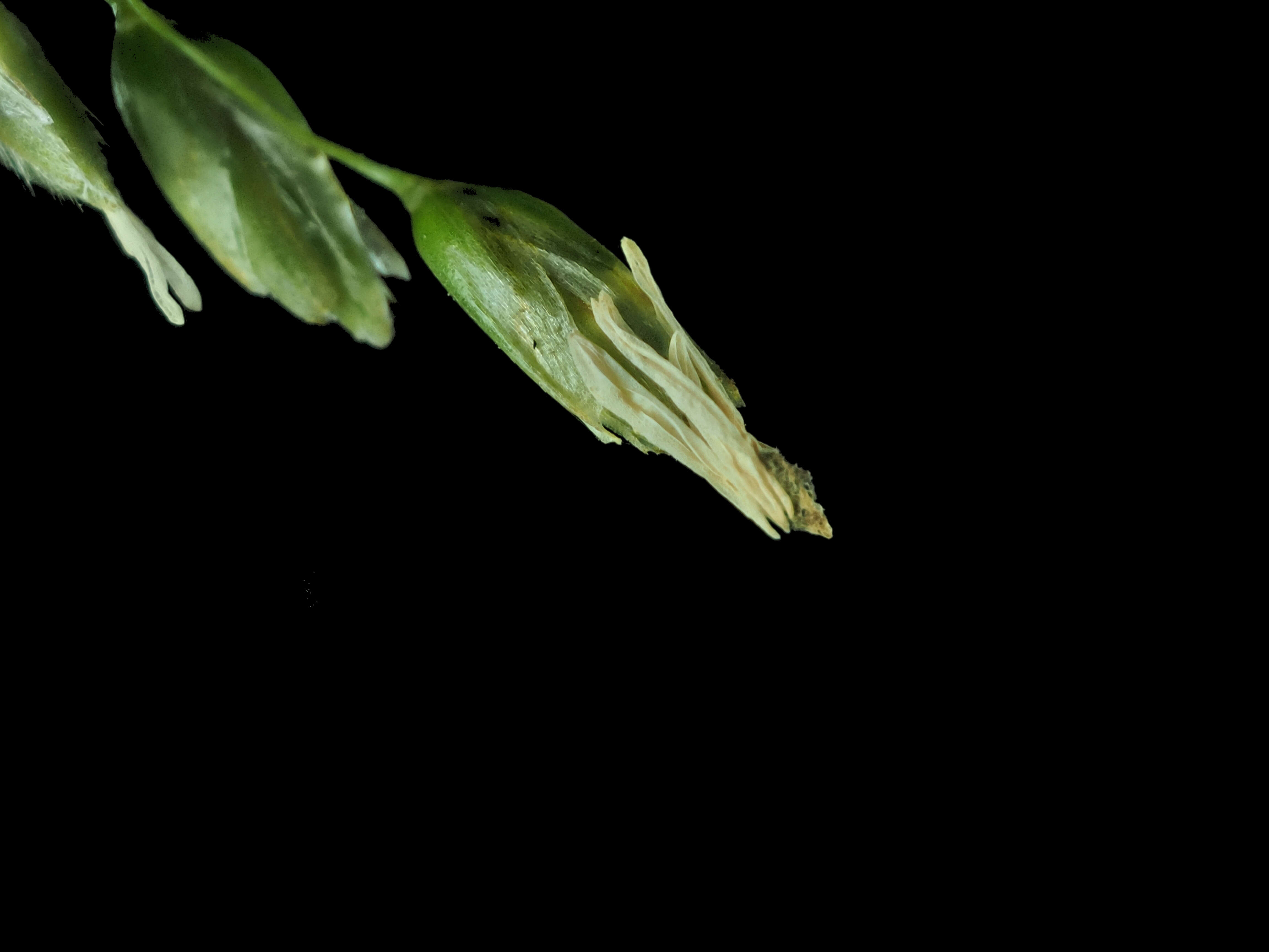 Image of Vernal Grasses