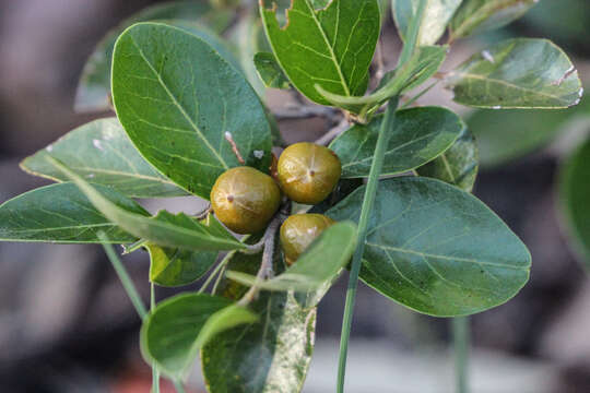 Image of Claoxylon tenerifolium (F. Muell. ex Baill.) F. Muell.