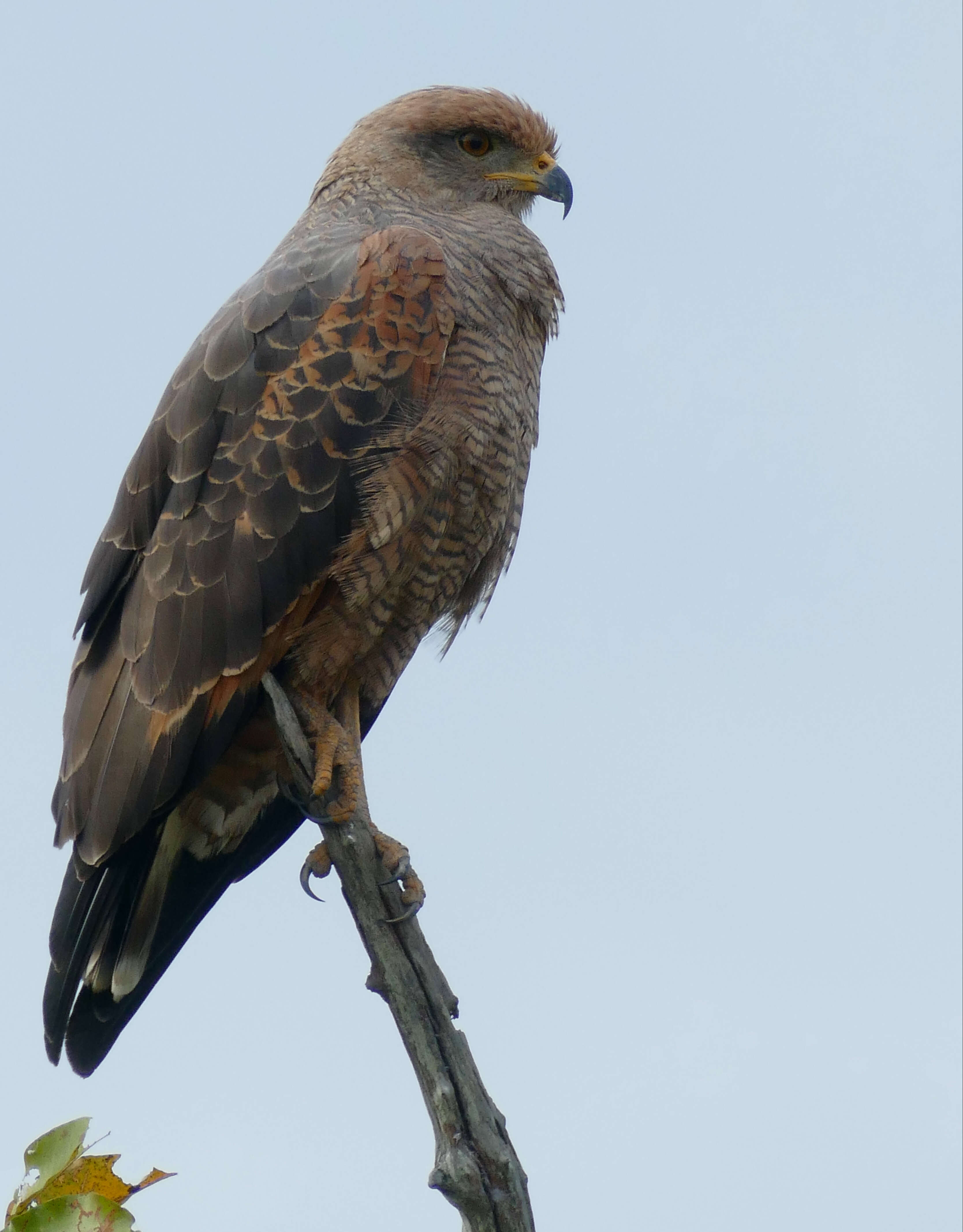 Image of Savanna Hawk