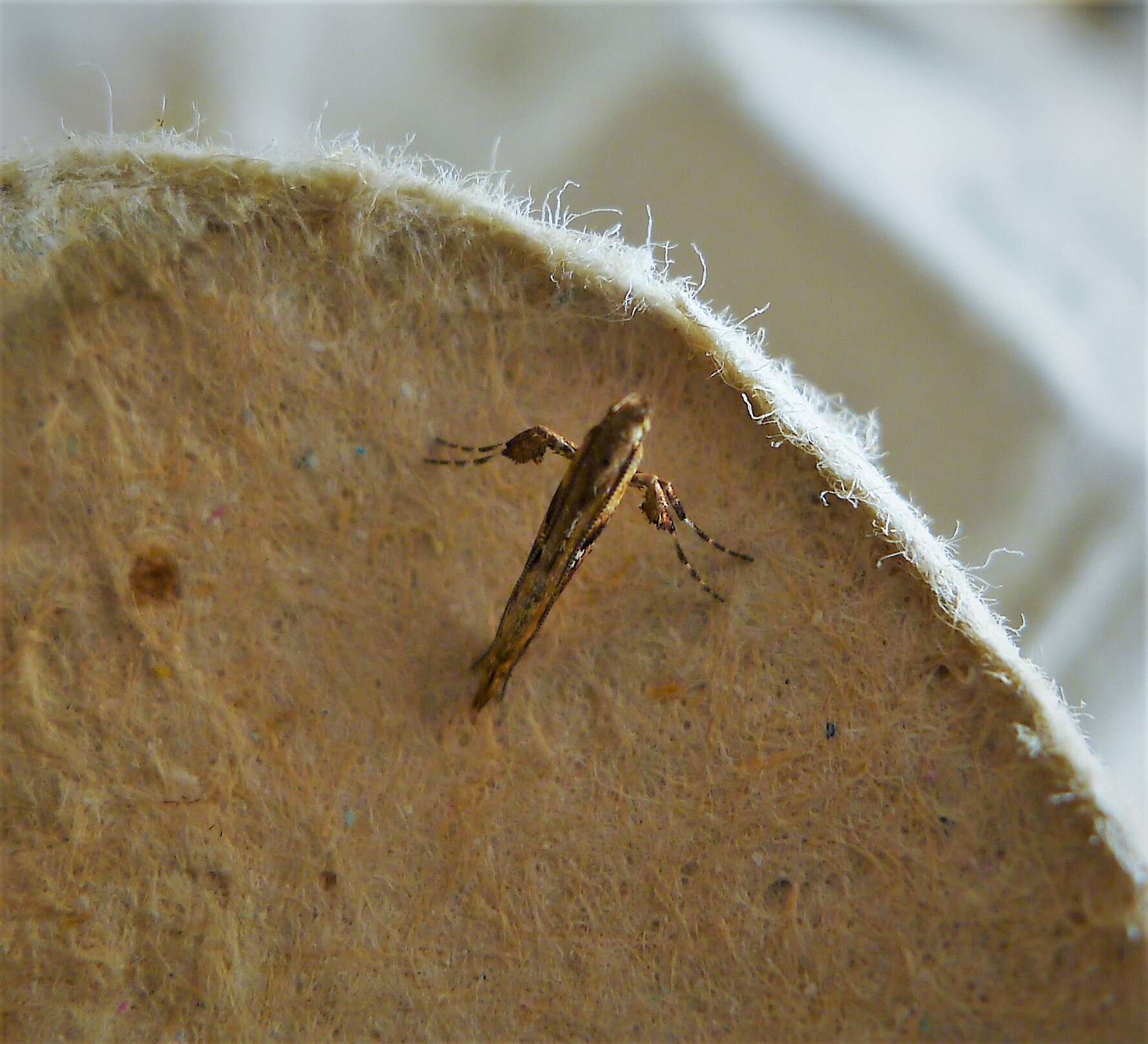 Image of Caloptilia semifascia (Haworth 1828)