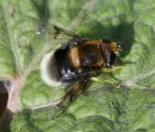 Image of Eristalis intricaria (Linnaeus 1758)