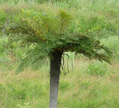 Image of Grassland tree fern