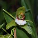 Image of Coelogyne marmorata Rchb. fil.